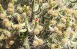 Preview photo Austrocylindropuntia subulata