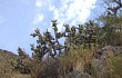 Anteprima di Austrocylindropuntia subulata