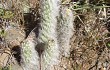 Anteprima di Austrocylindropuntia vestita