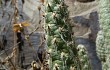 Anteprima di Austrocylindropuntia vestita