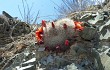 Preview photo Rebutia minuscula