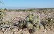 Vista previa de Tephrocactus alexanderi