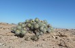 Vista previa de Tephrocactus alexanderi