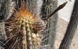 Anteprima di Echinopsis weberbaueri