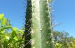 Preview photo Cereus hildmannianus