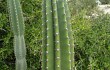 Preview photo Cereus hildmannianus