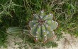 Preview photo Cereus hildmannianus