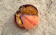 Anteprima di Cereus hildmannianus