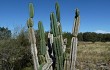 Preview photo Cereus hildmannianus