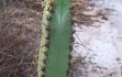 Anteprima di Cereus crassisepalus