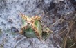 Vista previa de Cereus crassisepalus