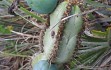 Vista previa de Cereus crassisepalus