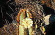 Preview photo Cereus laniflorus