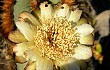 Preview photo Cereus laniflorus