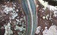 Preview photo Cereus laniflorus