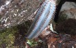 Preview photo Cereus laniflorus
