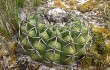 Preview photo Discocactus placentiformis