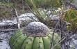 Preview photo Discocactus placentiformis