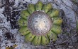 Preview photo Discocactus placentiformis