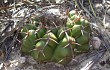 Preview photo Discocactus placentiformis