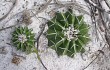 Preview photo Discocactus placentiformis