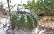 Preview photo Discocactus placentiformis