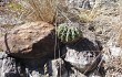 Preview photo Discocactus placentiformis