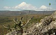 Anteprima di Cereus minensis