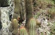 Vista previa de Cereus minensis