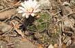 Anteprima di Gymnocalycium paraguayense 