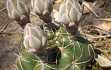 Anteprima di Gymnocalycium paraguayense 