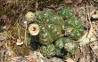 Anteprima di Gymnocalycium paraguayense 