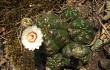 Preview photo Gymnocalycium paraguayense 