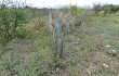 Anteprima di Cereus aethiops