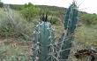 Anteprima di Cereus aethiops