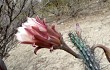 Anteprima di Cereus aethiops