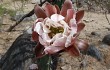 Anteprima di Cereus aethiops