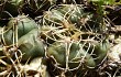 Preview photo Gymnocalycium uruguayense