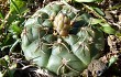 Preview photo Gymnocalycium uruguayense