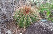 Preview photo Melocactus ernestii