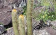 Anteprima di Micranthocereus auriazureus