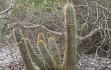 Preview photo Micranthocereus auriazureus