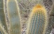 Anteprima di Micranthocereus auriazureus