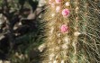 Preview photo Micranthocereus auriazureus