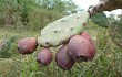 Anteprima di Opuntia elata