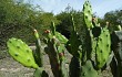 Anteprima di Opuntia elata