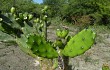 Preview photo Opuntia elata