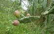 Anteprima di Opuntia elata