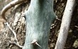 Anteprima di Cereus spegazzinii