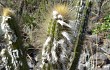 Anteprima di Pilosocereus aurisetus